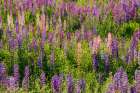 USA, Vermont, Stowe. Field of lupines blooming in spring on Rt 100 Art Print